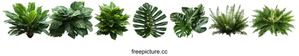 [Transparent Background PNG]Collection of Diverse Decorative Plants