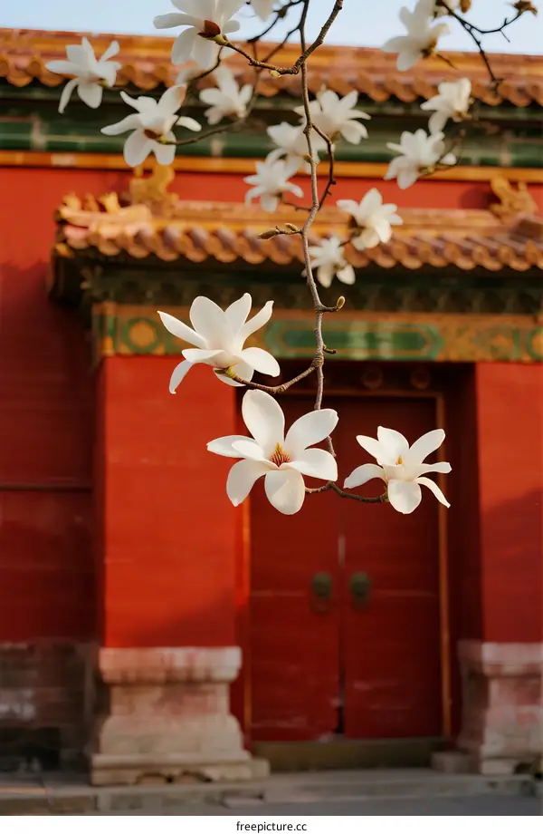 Magnolia Blossoms Against Traditional Chinese Red Gate