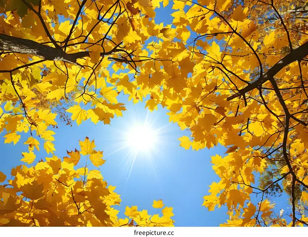 Looking up at the sun through the autumn leaves