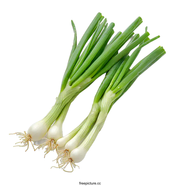 [Transparent Background PNG]Fresh Spring Onions Isolated on White