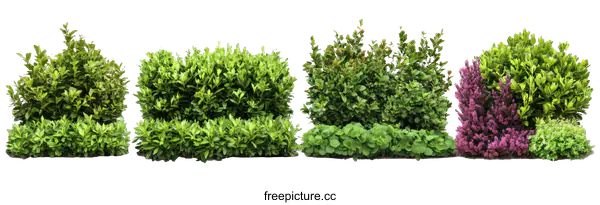 [Transparent Background PNG]Variety of  Bushes and Shrubs Isolated on White Background