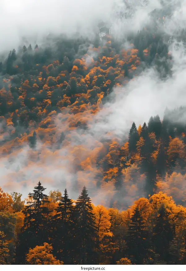 Foggy Autumn Forest with Golden Leaves