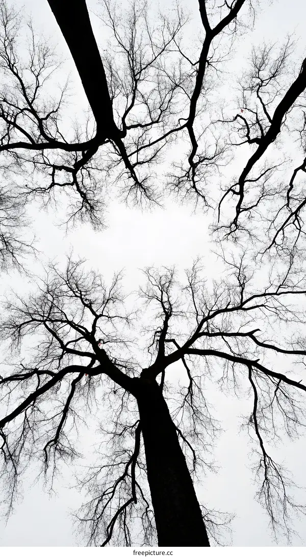 Silhouettes of Bare Trees Reaching Towards the Sky