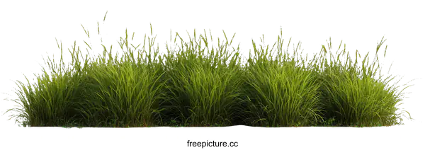 [Transparent Background PNG]Green Grass Isolated on White Background