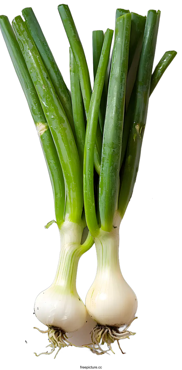 [Transparent Background PNG]Green Onions with Roots on White Background