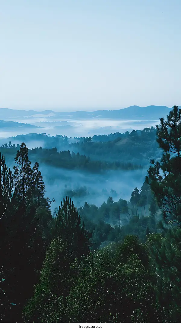 Mist Covered Forest Mountain Landscape