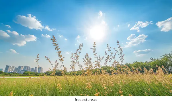 Sunny Day at the City Park Meadow
