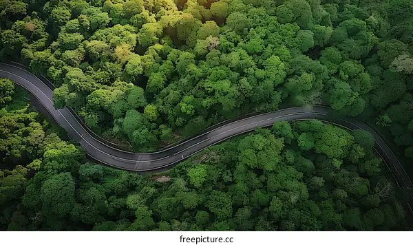 Curving Road Winding Through Dense Green Rainforest