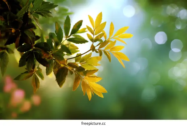 Autumn Leaves in Nature Background