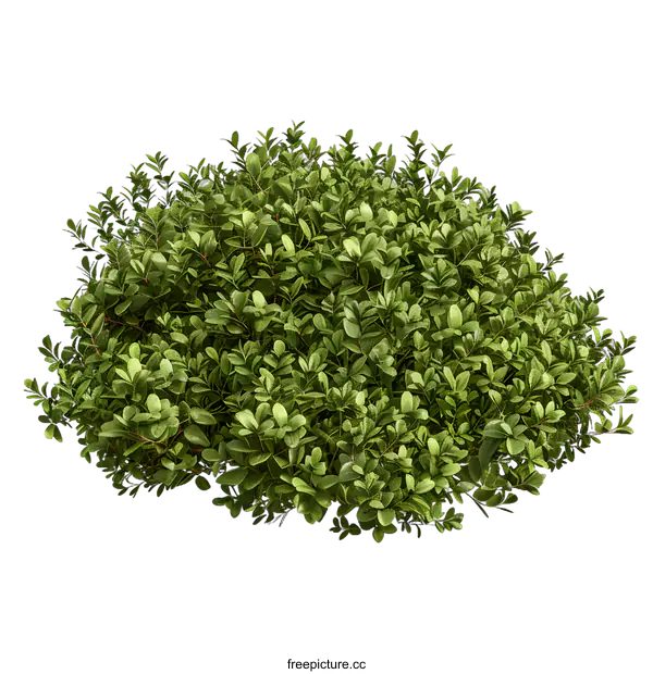 [Transparent Background PNG]Green Bush With White Background