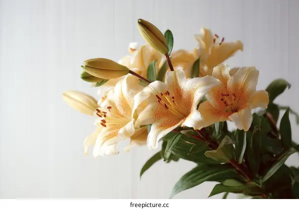 Delicate Pale Yellow Lilies in a Close-Up