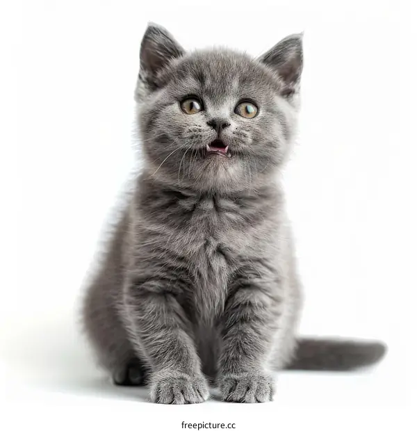 Cute gray kitten sitting on a white background