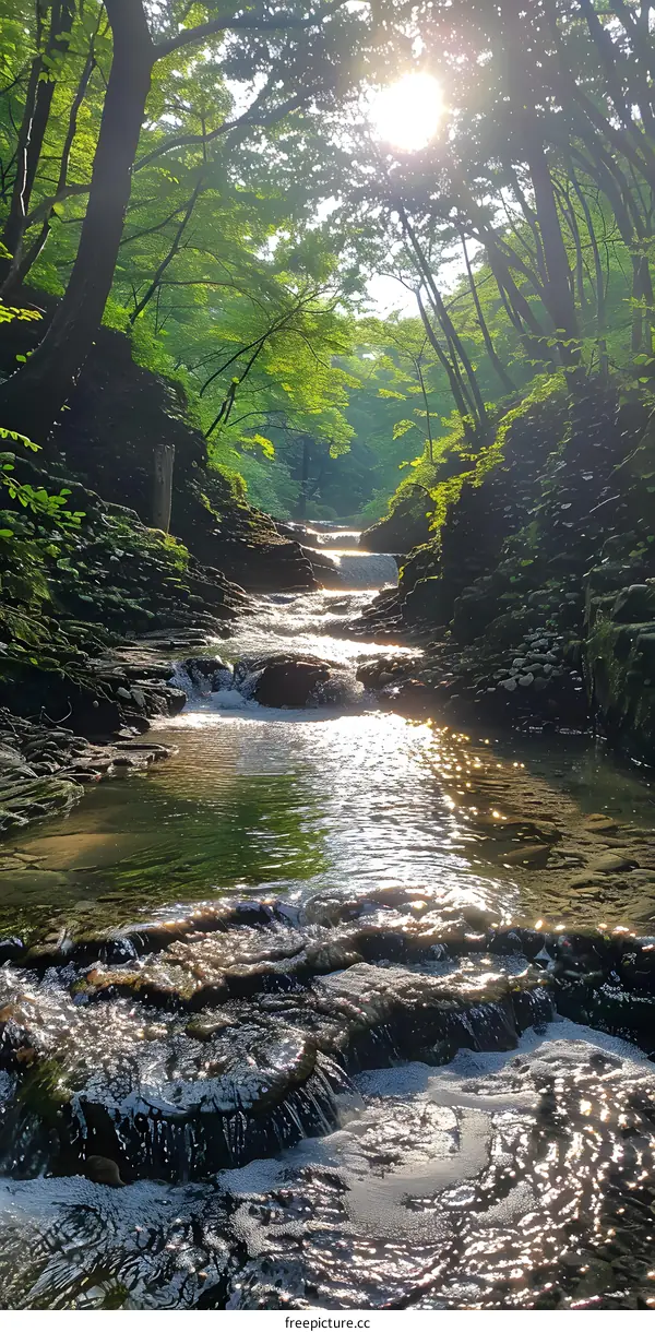 Sunlight Through Trees Over a Flowing Creek