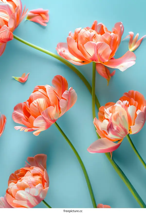 Peach Colored Tulips on a Blue Background