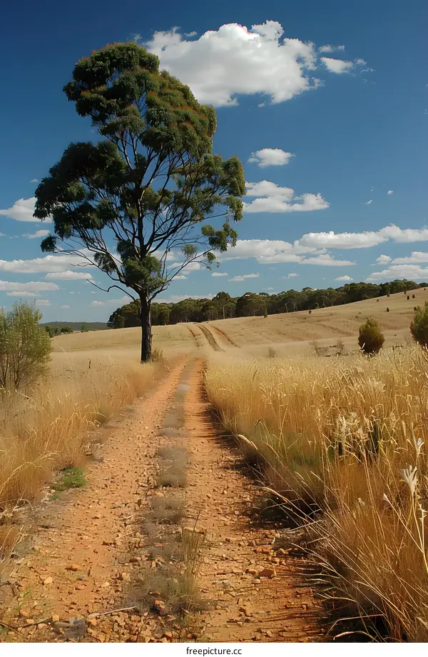 Red Dirt Road Through Golden Field