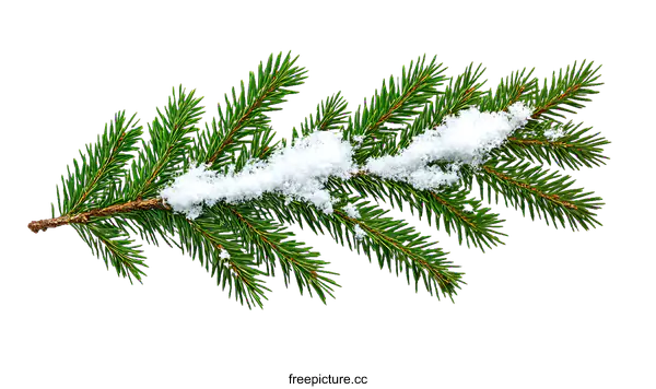 [Transparent Background PNG]Winter Evergreen Branch with Snow