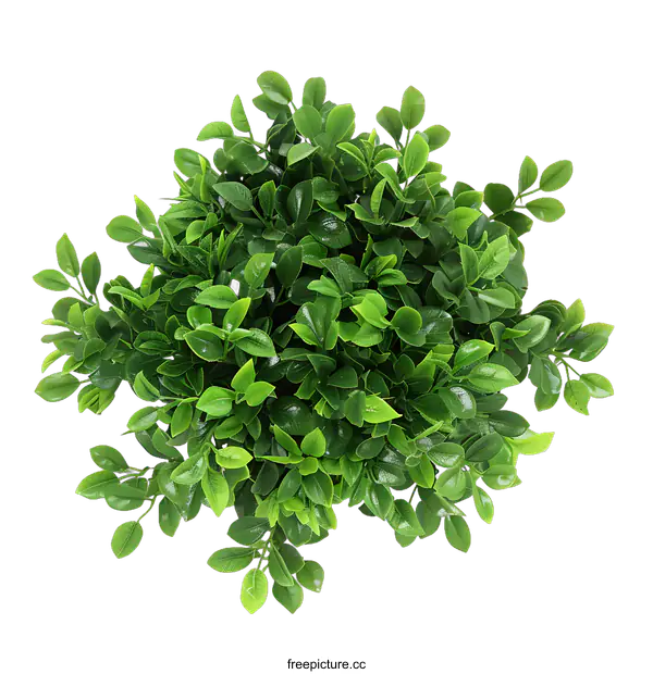 [Transparent Background PNG]Green Bush Top View Isolated On White Background