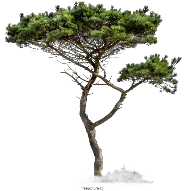 [Transparent Background PNG]Isolated Pine Tree On White Background