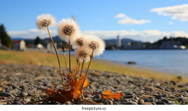 Close-up of dandelion seed heads against blurred background of water and distant cityscape