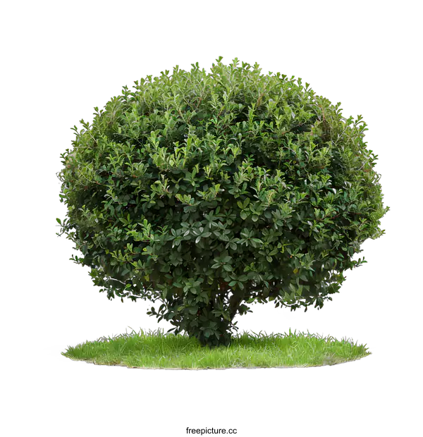 [Transparent Background PNG]Green Bush Tree Isolated on White Background