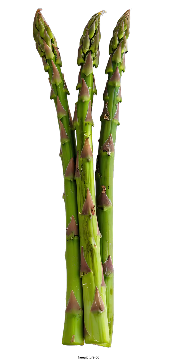 [Transparent Background PNG]Fresh Green Asparagus Stalks on White Background