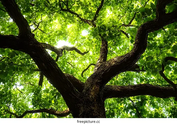 Looking Up Through the Branches of a Large Tree