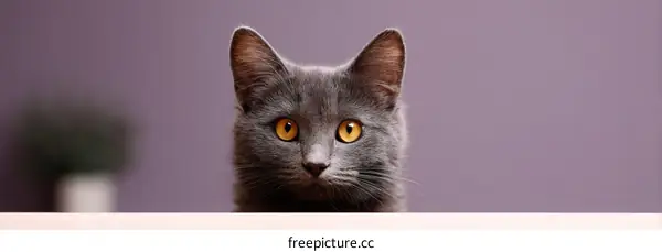 Close-up Grey Cat Portrait Against a Purple Background