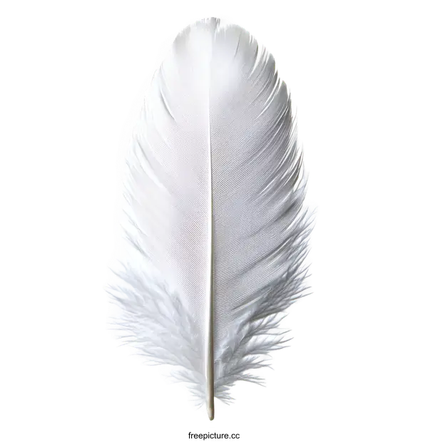 [Transparent Background PNG]Close Up of a Beautiful White Feather