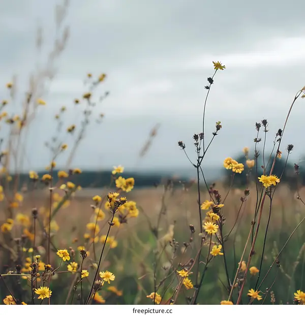 Yellow Flowers in a Field on a Cloudy Day