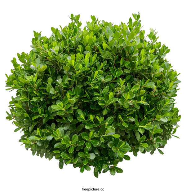 [Transparent Background PNG]Green Bush Isolated on White Background