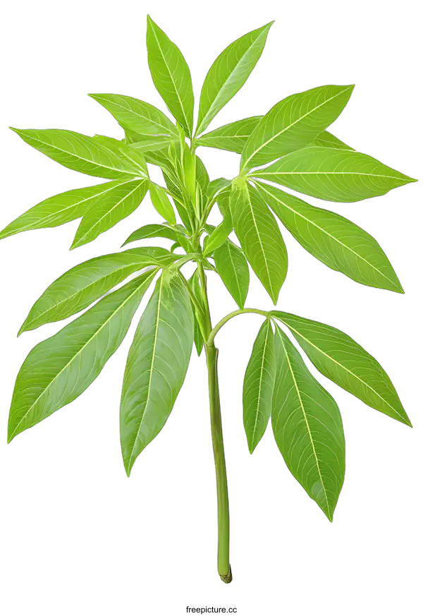 [Transparent Background PNG]Green Leaves of a Branch