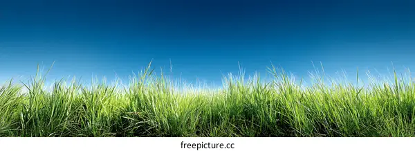 Expansive Field of Fresh Green Grass Under a Vibrant Sky