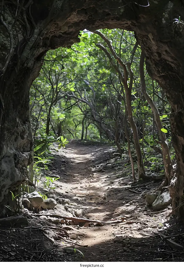 Path Through a Lush Tropical Forest