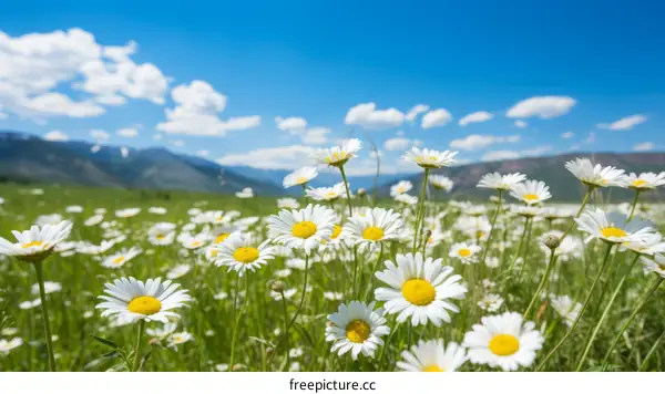 Field of daisies with mountains in the distance