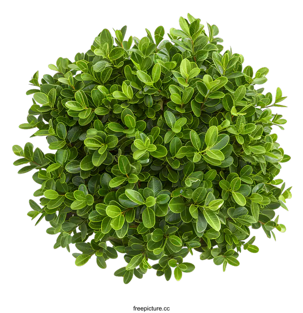 [Transparent Background PNG]Green Bush Top View Isolated on White Background