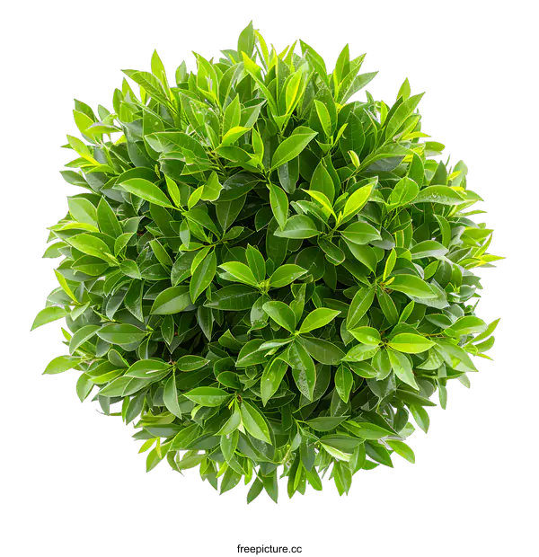 [Transparent Background PNG]Green Leaves Bush Top View Isolated