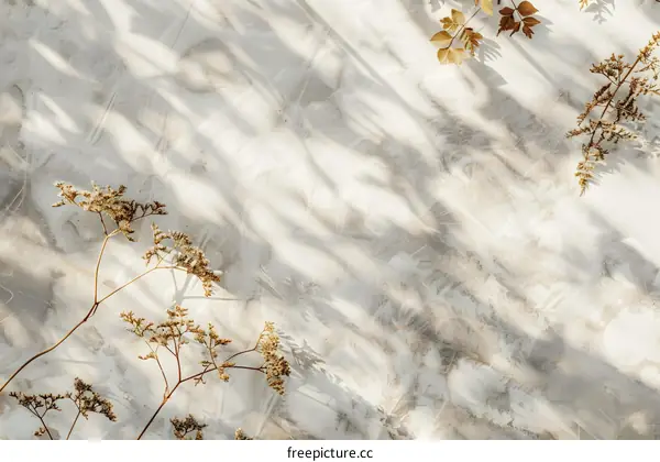 Dried Flowers on a White Background with Shadows