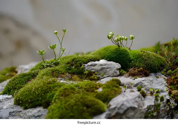 Green Moss and Tiny Flowers on Rock