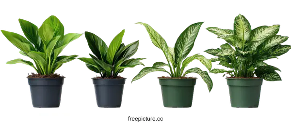 [Transparent Background PNG]Variety of Houseplants in Pots