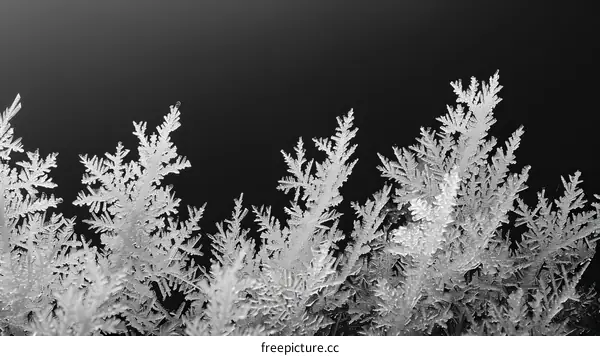 Black and white photo of frost on a window