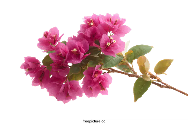 [Transparent Background PNG]Beautiful Pink Bougainvillea Flowers Close-up
