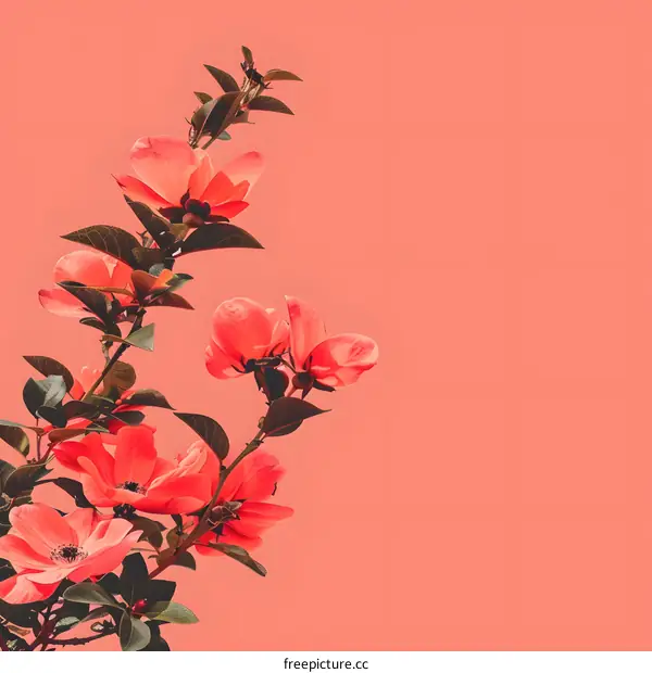 Pink Flower Branch on Coral Background