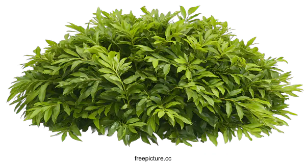[Transparent Background PNG]Green Bush on White Background