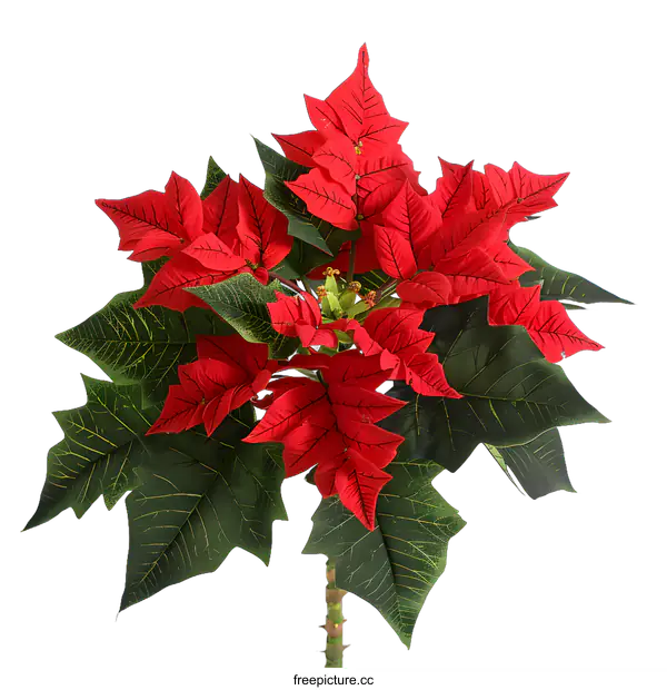 [Transparent Background PNG]Red Poinsettia Flower Plant on White Background