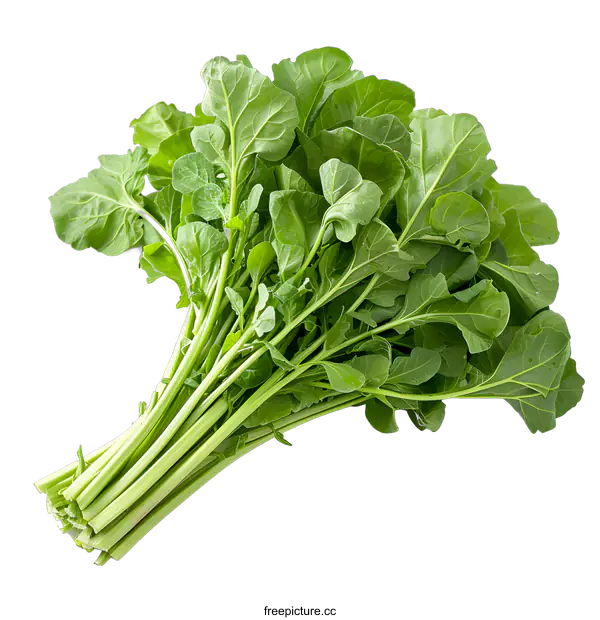 [Transparent Background PNG]Arugula salad leaves