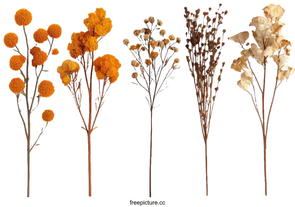 [Transparent Background PNG]Dried Flower Arrangement Collection
