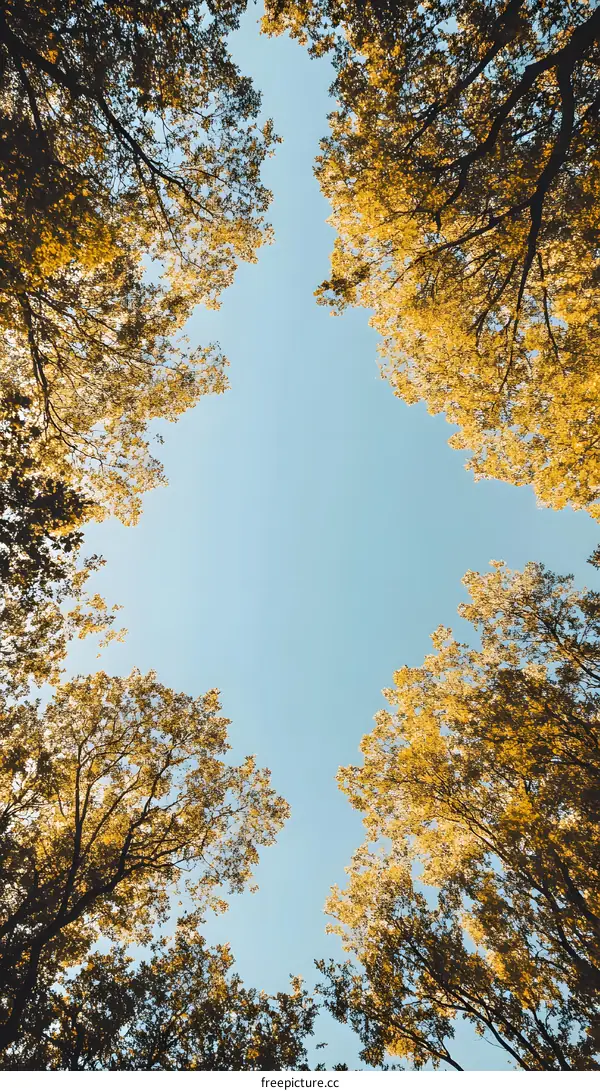 Looking Up Through the Branches of Trees to the Blue Sky