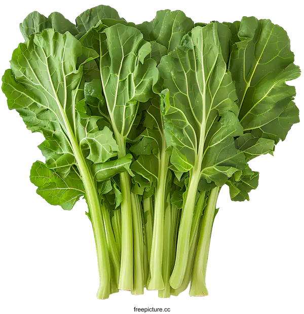 [Transparent Background PNG]A bunch of green leaves