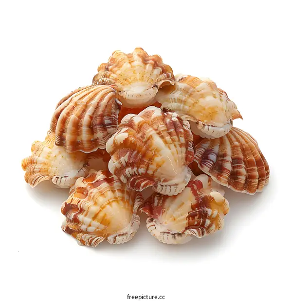 Pile of seashells on white background