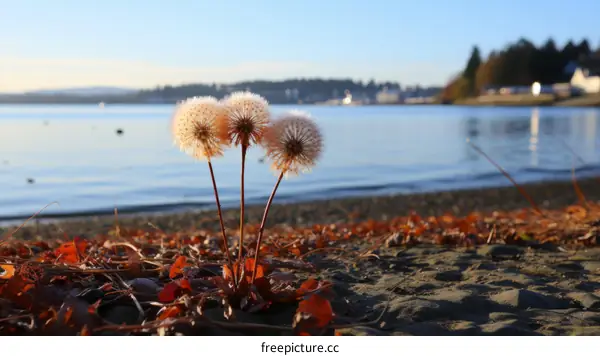 Fluffy Dandelions on a Rocky Beach with Autumn Leaves